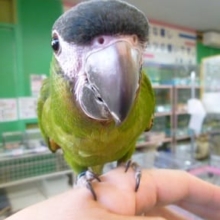 コミドリコンゴウインコ