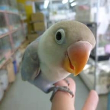 ボタンインコ・ホワイト