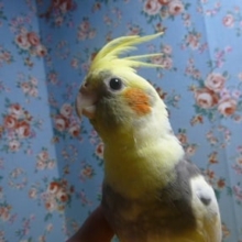 手乗りオカメインコ　パイド