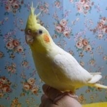 手乗りオカメインコ　ルチノー