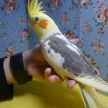 オカメインコ・パイド