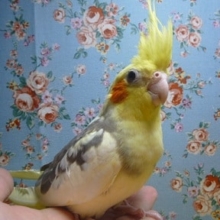 手乗りオカメインコ　パイド　男の子