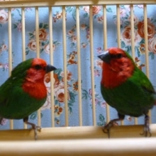 日の丸鳥ペア