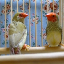 コモン鳥