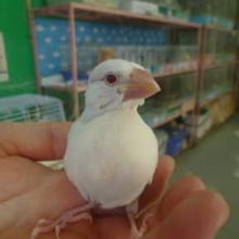 アルビノ文鳥　ヒナ