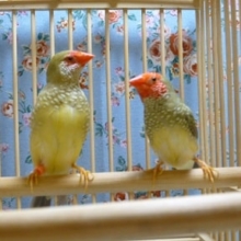 コモン鳥ペア