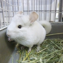 チンチラ　ホワイト　女の子