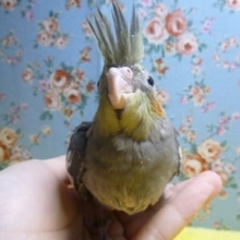 オカメインコ　ノーマル　ヒナ