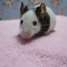パンダマウス