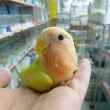 手乗りコザクラインコ　ゴールデンチェリー