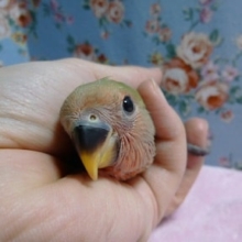手乗りヒナ　コザクラインコ　ノーマル