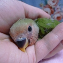 コザクラインコ・ノーマル