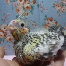 オカメインコ・パール