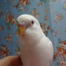 べたなれのセキセイインコ