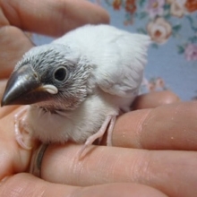 シルバー文鳥のヒナ！