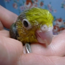 マメルリハのヒナ　オリーブの男の子