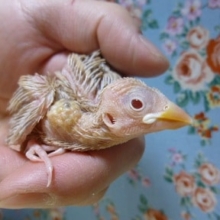 シナモン文鳥のヒナ
