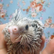 オカメインコのヒナ　ホワイトフェイスパール