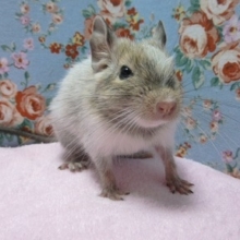 デグー　パイドの男の子！