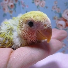 コザクラインコのヒナ　ゴールデンチェリー