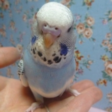 ジャンボセキセイインコのヒナ