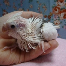 オカメインコ・ホワイトフェイスヘビーパイド