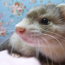 マーシャルフェレット　シルバーミットの男の子