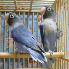 コバルトボタンインコ　ペア　