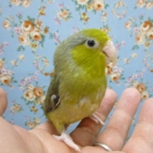 マメルリハ・オリーブ