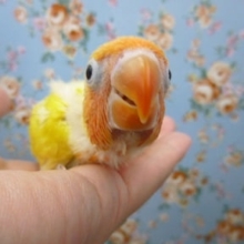 手乗りボタンインコ　ヒナ　ヤマブキイエロー