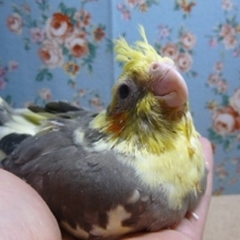 手乗りオカメインコ　パイドのヒナ