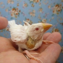 手乗りアルビノ文鳥　ヒナ