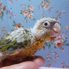 手乗りウロコインコ　パイナップルのヒナ