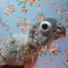 ウロコインコの仲間｜ウロコインコ・ノーマル