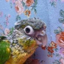 手乗りワキコガネウロコインコ　ヒナ