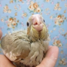 手乗りオカメインコ　シナモンのヒナ