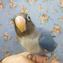 手乗りコバルトボタンインコ　ヒナ餌卒業