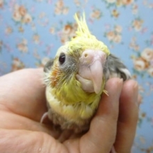 手乗りオカメインコ　パイドのヒナ！