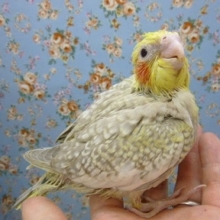 オカメインコ・シナモンパールパイド