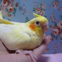 手乗りオカメインコ　ヒナ　ルチノー