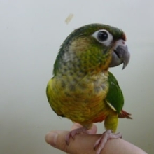 手乗りウロコインコ！　ワキコガネ（オパーリン）