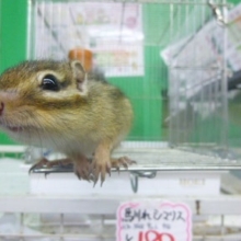 シマリスの男の子　べたなれちゃん