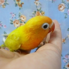 手乗りボタンインコ　ヤマブキイエロー