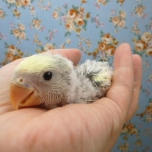 コザクラインコ・ブルーパイド