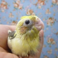 手乗りオカメインコ　パイドのヒナ♪