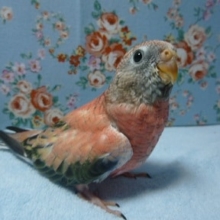 手乗りアキクサインコ　ローズ　ヒナ