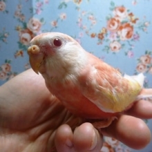 手乗りアキクサインコ　ルビノー！