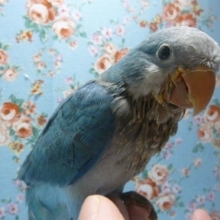 手乗りオキナインコ　ブルー