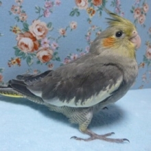手乗りオカメインコ　ノーマルのヒナ