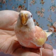手乗りアキクサインコ　ルビノー　ヒナ
